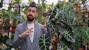 Alocasia Amazonica Polly care & tips (the reality)