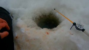 Шоша. Зимняя рыбалка. Январь 2021.