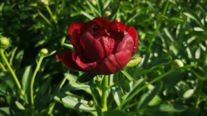Пион Червоный Оксамит