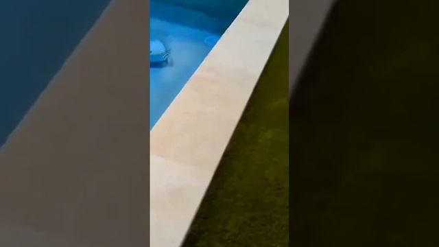 смешные котики 🐈 funny cats 😸 #funnyvideos2024 #cats #приколы #мем #коты #шортсвидео #catsvideo