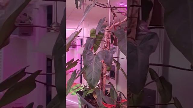 indoor philodendron jungle reboot смотреть онлайн