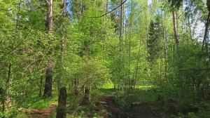 3. Кучинский лесопарк - Kuchinsky Forest Park