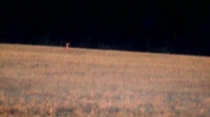 Охота на самца Сибирской косули на реву 2023 в Курганской области.