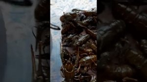 Как хранить раки без воды.