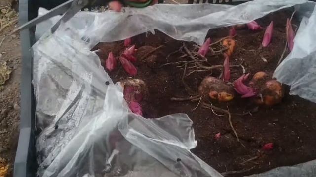 Лилии от гибриды. Как правильно выбрать луковица. Выращивание лилий от гибридов. смотреть онлайн