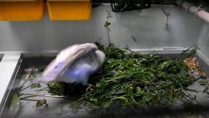 Страсти по зелени...о волнистых попугаях.Passion for green...about a budgies
