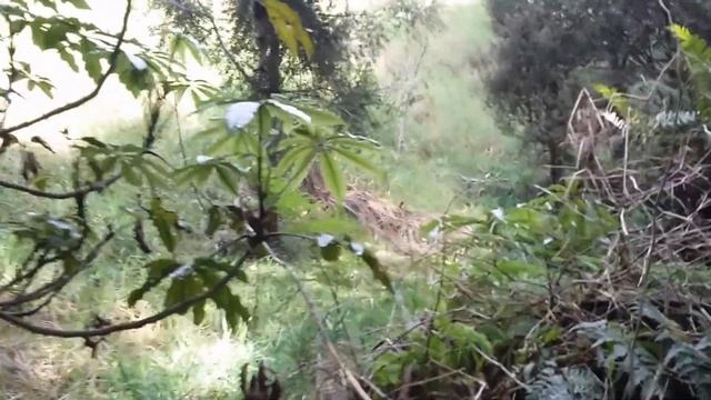 The Adventures of Leo & Pipi 2 смотреть онлайн