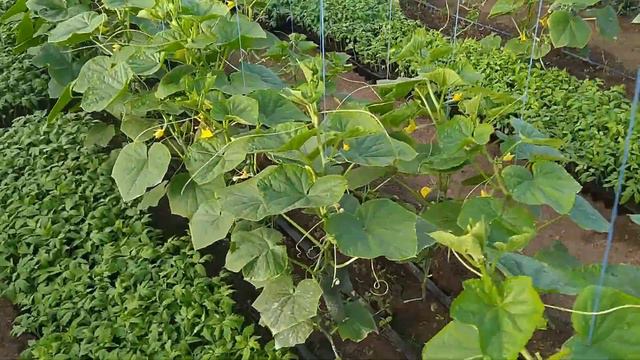 2 сбор урожая. Отличный рыночный сорт. смотреть онлайн