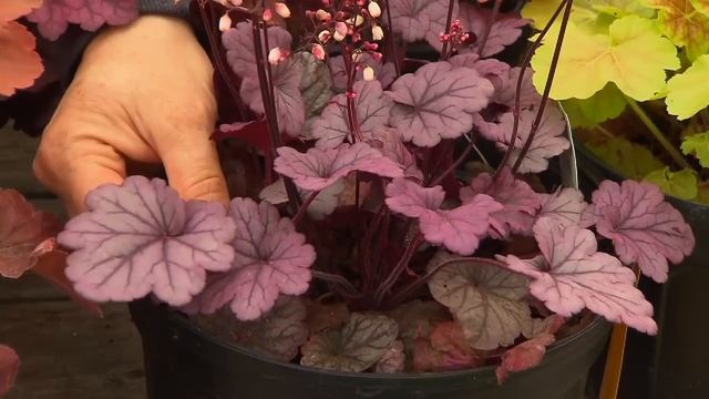 Heucheras | Volunteer Gardener смотреть онлайн