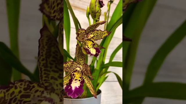 #Беаллара распустила второй цветом ?? #orchid #цветы #orchidee #orchidlover #орхидеи #орхидея