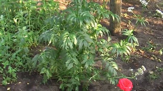 ЦВЕТЫ НА ДАЧЕ смотреть онлайн