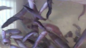 Скорость роста клариевого сома часть 2
