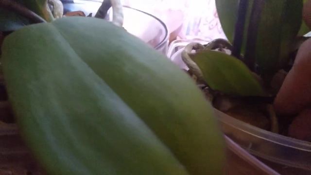 Что делать чтобы у орхидеи не было насекомых и других вредителей? смотреть онлайн