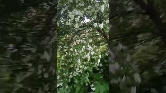 Цветет боярышник #деревья #боярышник #природа