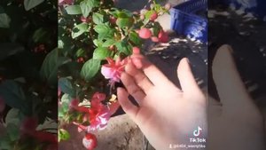 фуксия La Rosita