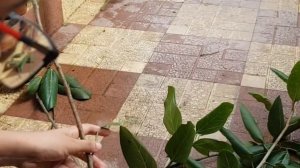 Planting Ficus Audrey (Ficus benghalensis) from the wild.