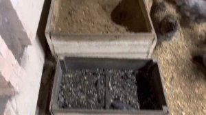 Курятник  или Почему зимой плохо несутся куры #куры #деревня #зима #курятник