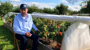 САМЫЕ НЕПРИХОТЛИВЫЕ СОРТА ТОМАТОВ - Томаты серии Непас // Томаты с высокой урожайностью