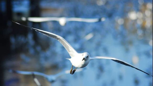 Медитация ПРЕКРАСНАЯ ПТИЦА смотреть онлайн