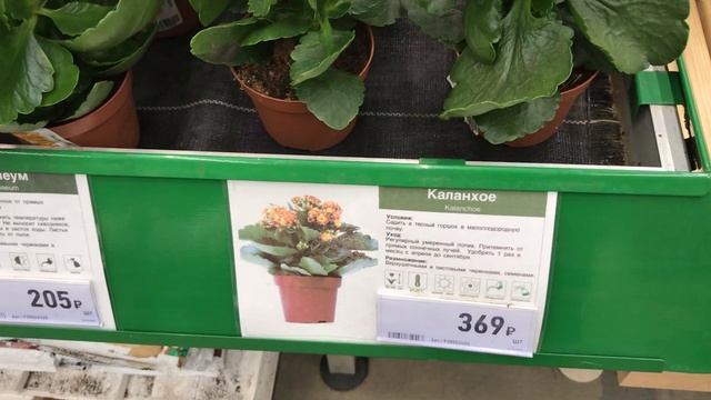 Красота Цветов в Бауцентре! Цветы и цены.