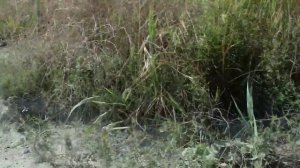 Голубая глина .Бухта Инал. Лечебные грязи на черноморском побережье. Август 2016г.