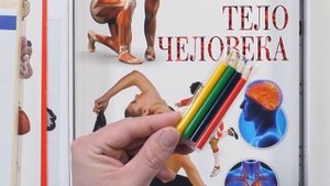 «Тело человека. Познавательный набор»