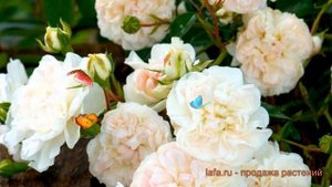 Роза почвопокровная Свани (rose cignus ustus cantat) ? Свани обзор: как сажать, саженцы розы Свани