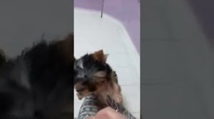 Йорк  девочка беби фейс #йоркминидевочкапродажа#