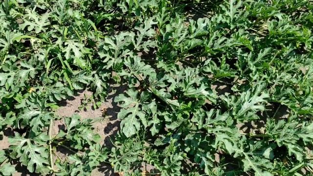 Арбуз на 49 день с дня высадки рассады смотреть онлайн