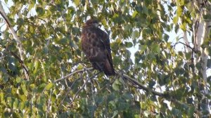 Голос обыкновенного канюка