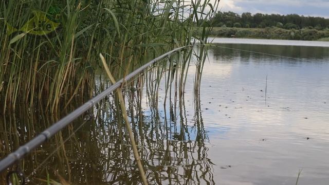 Как на что и где ловить сазана летом в июле? Секреты ловли сазана летом в июле! смотреть онлайн