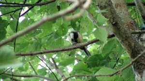 Синица ест шмеля