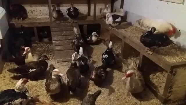 Зимнее содержание индоуток в Сибири смотреть онлайн