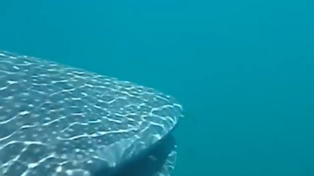 Whale shark - Tiburón ballena / Holbox island / Isla Holbox - Mexico смотреть онлайн