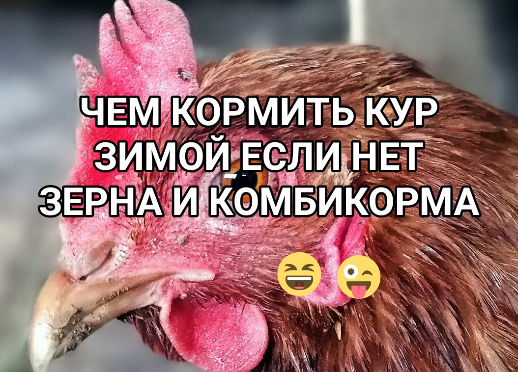 Чем КОРМИТЬ кур ЗИМОЙ, особенно когда не хватает кормов :-)))... How to FEED chickens in WINTER
