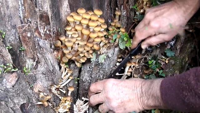 CHIODINI : una raccolta da record!!! смотреть онлайн