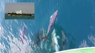 Дельфины на испытаниях БГК-2150
