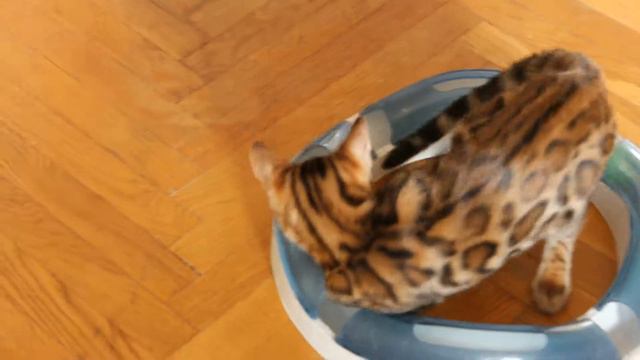 Бенгальский котенок смотреть онлайн