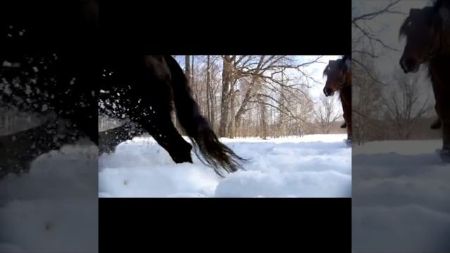 Верховая езда по зимнему лесу, видео для релакса,для отдыха,для сна, успокаивающее видео для души смотреть онлайн