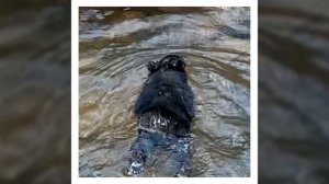 Мужчина заметил, как в ледяной воде тонет медвежонок, и бросился на помощь