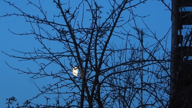 Луна запуталась в деревьях смотреть онлайн