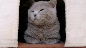 Рассказ для детей от СЕРОГО КОТЭ. Сказка Весёлый пёс