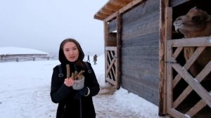 ЧТО МЫ УВИДЕЛИ В ЭТНОПАРКЕ КОЧЕВНИК? ВЕРБЛЮД ЧУТЬ НЕ ОТКУСИЛ РУКУ.