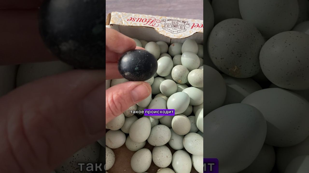 Странные яйца перепелок Селадон #домуреки #жизньвдеревне #пасхальныеяйца #несушки #перепелки