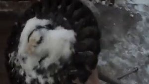 Дешёвый и удобный девайс для чистки печной трубы