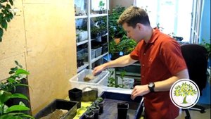 Павловский Лимон пересадка, видео и рекомендации - Прохоров Сергей