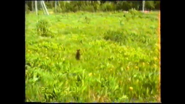 Лето, дача (2001) смотреть онлайн