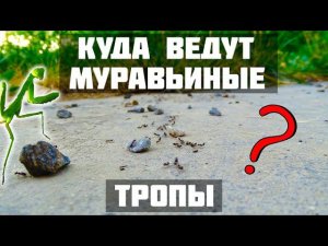 Куда ведут муравьиные тропы? ● Crematogaster sp.