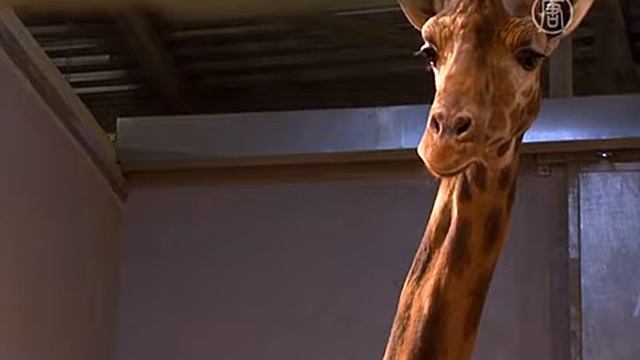 13 12 24 GIRAFFES смотреть онлайн