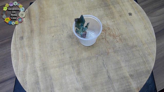 Caixinha da Felicidade Número 14 - Echeveria Raindrops - Suculentas da Shopee смотреть онлайн